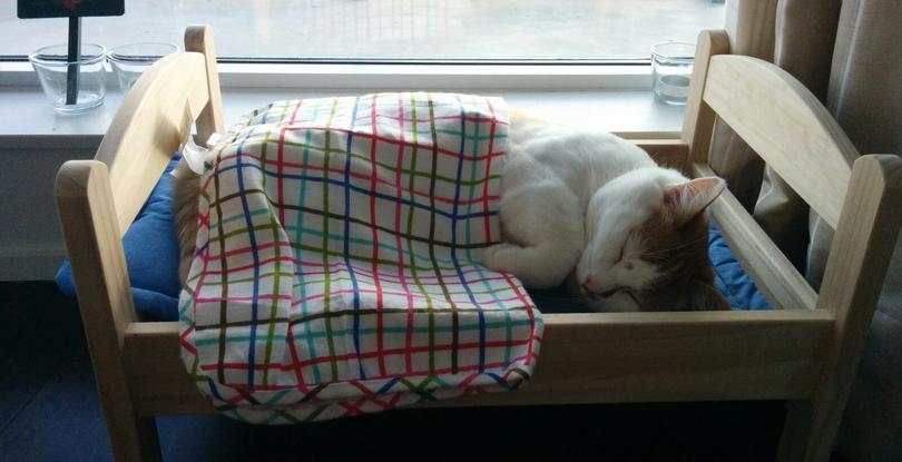 doll beds for cats