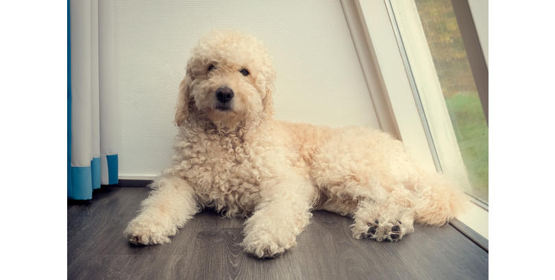 Which of these dog breeds is hypoallergenic?