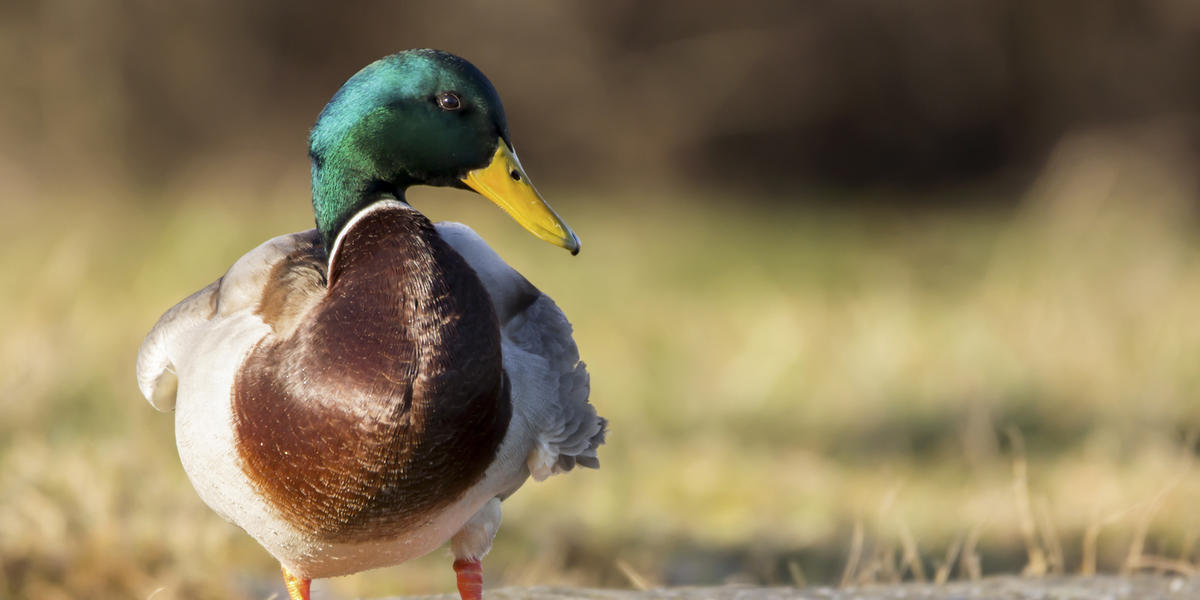 what-is-the-alabama-state-bird-worldatlas