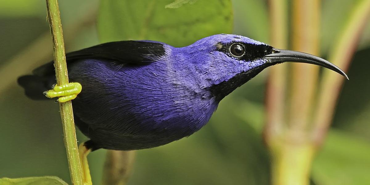 Quiz: Can You Identify These Purple Animals And Plants?