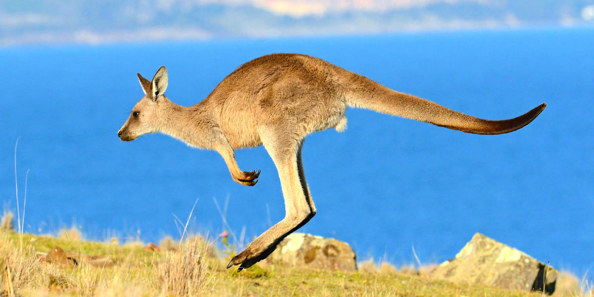 Quiz: Can You Name These Animals That Jump?