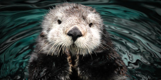 Quiz: Can You Identify These California Animals?