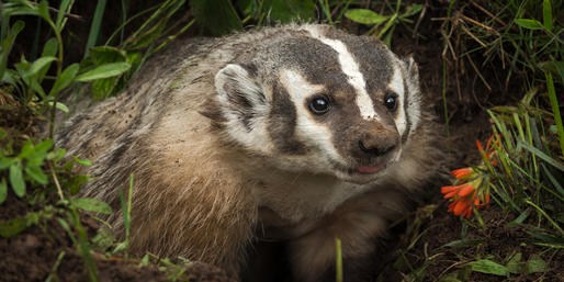 Quiz: Can You Identify These Wisconsin Animals?