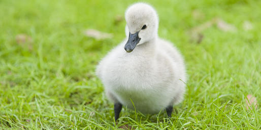 what-are-these-animal-babies-called