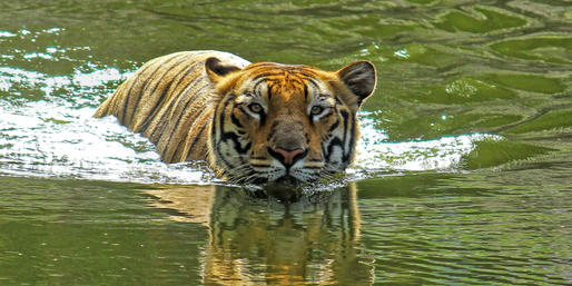 Can This Animal Swim?