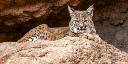 Can You Name These North Dakota Animals?