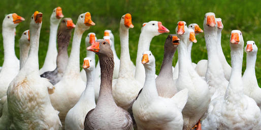 what are groups of animals and birds called