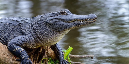 Can You Name These Swamp Animals?