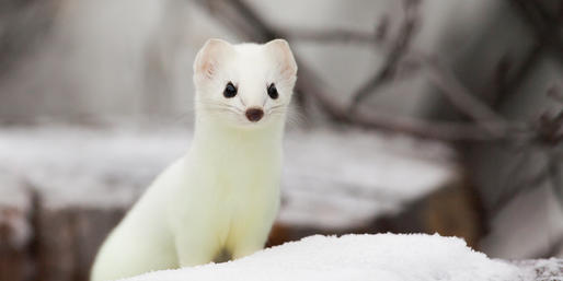 Quiz: Can You Name These Animals That Start With The Letter E?