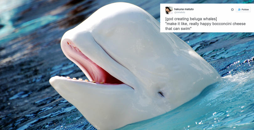 31 Hilarious Tweets About God Creating Animals... You're Welcome - Offbeat