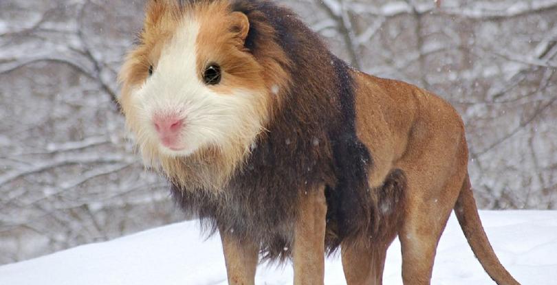 Quiz Are These Animals Real Or Made Up Pawsome Quiz Are These Animals Real Or Made Up Pawsome
