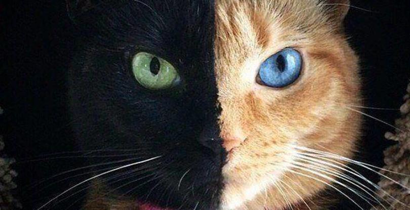 These 39 Cats Have Insanely Cool Fur Patterns! WHOA! - Pawsome
