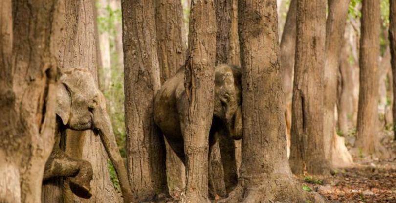 Can You Find These Animals Hidden In Plain Sight? - Offbeat