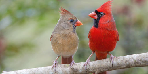 Can You Identify These Midwestern Birds?