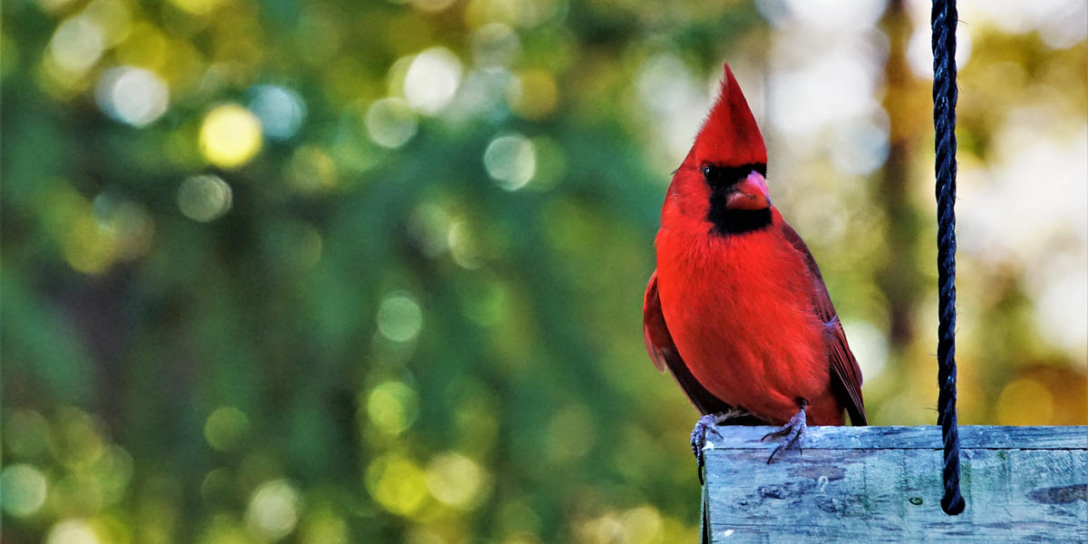 can-you-name-these-red-birds