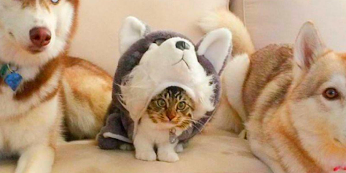31 Hilarious Cats Who Were Convinced They Were Secretly Dogs Pawsome