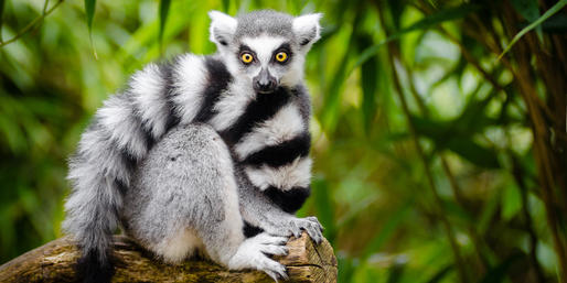 Quiz: Can You Name These Animals That Begin With The Letter R?