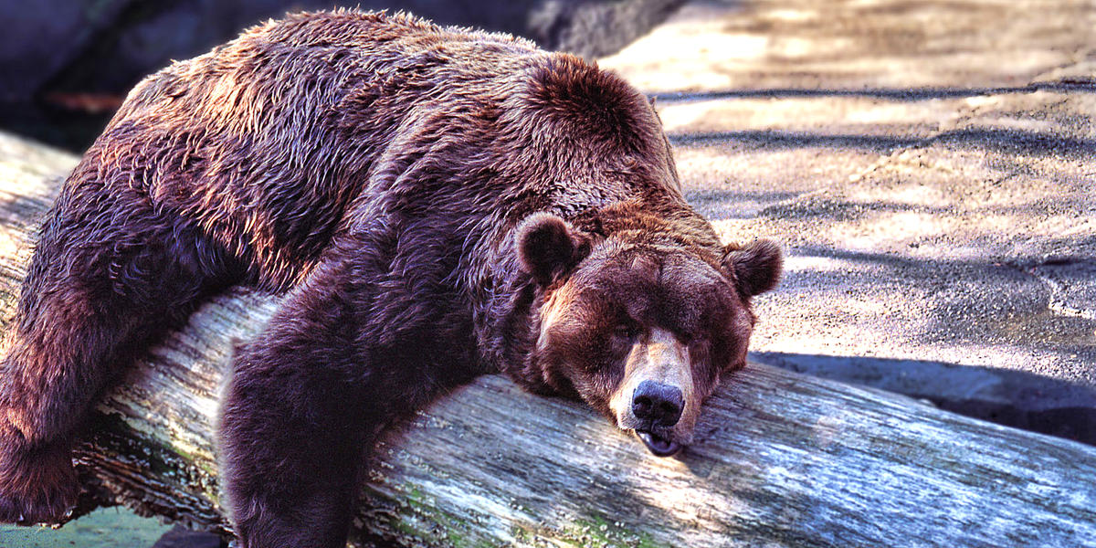 Quiz Can You Name These Animals That Hibernate?