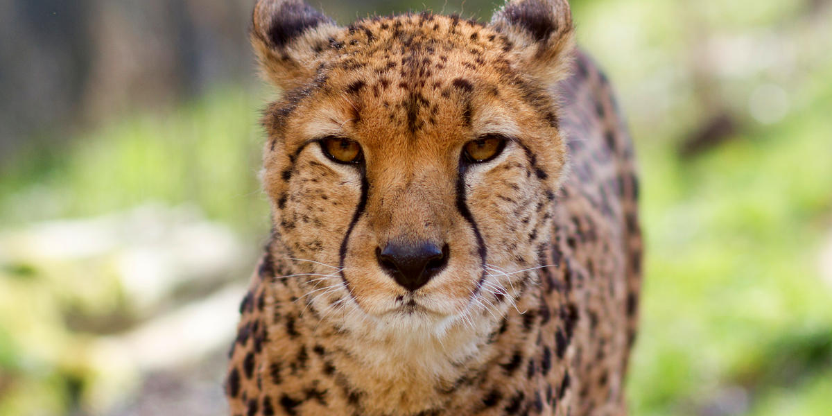 Quiz: Can You Identify All These African Animals?