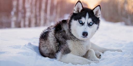 Can You Identify The Siberian Animals?