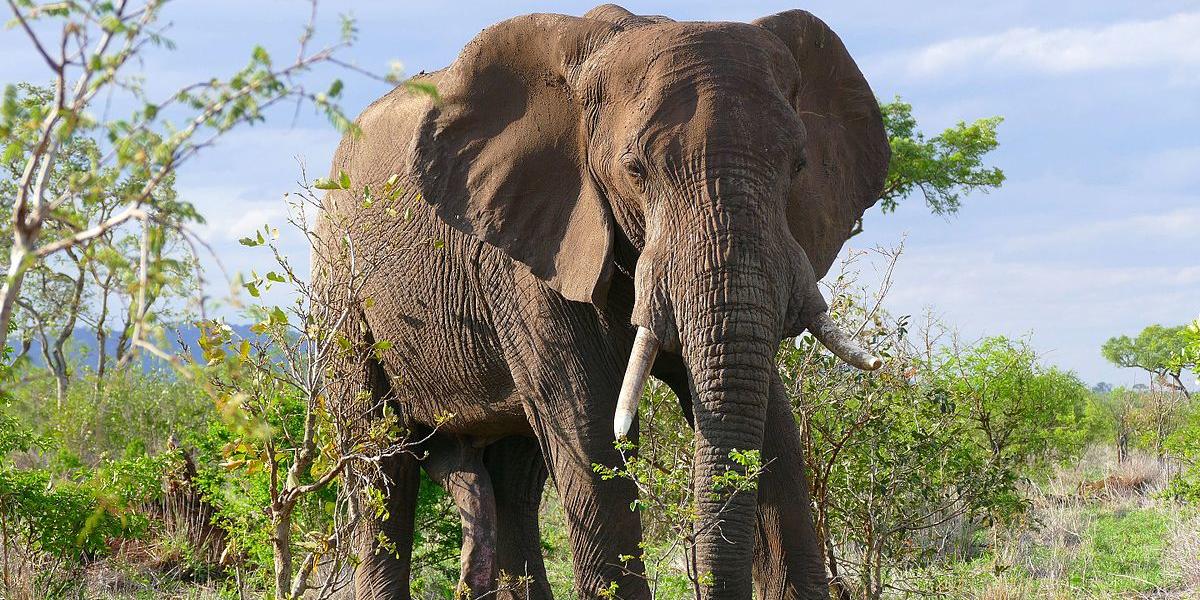 Is This Animal A Herbivore? Level 2