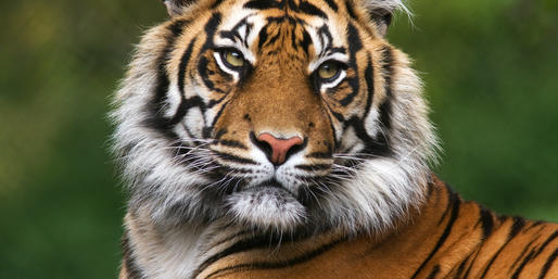 Quiz: Can You Name This Jungle Animal?