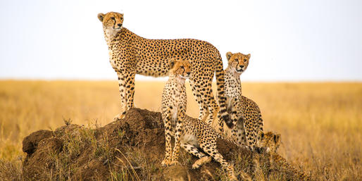 Do You Know Animals Of The Serengeti?