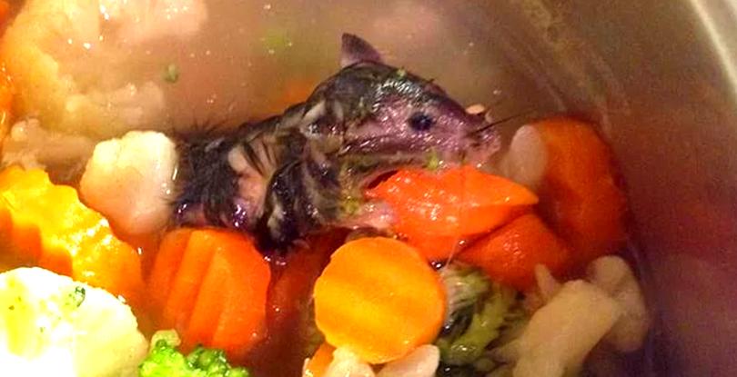 These Are The 27 Most Disgusting Things People Have Ever Found In Their