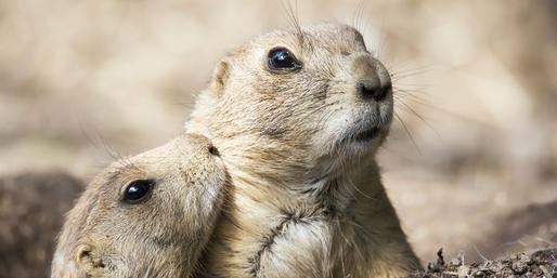 can-you-name-these-nebraska-animals