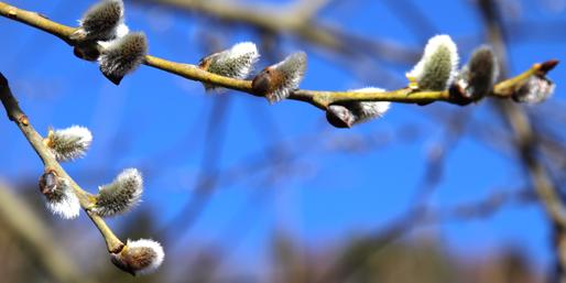 fill-in-the-missing-animal-word-in-the-plant-s-name