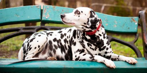 What s This Spotted Animal Called?