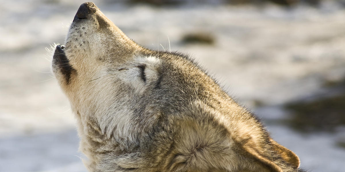What Sound Does This Animal Make Pawsome What Sound Does This Animal Make Pawsome