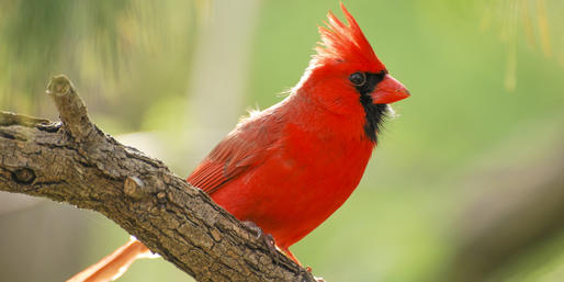 Can You Tell What MALE Animals These Are?