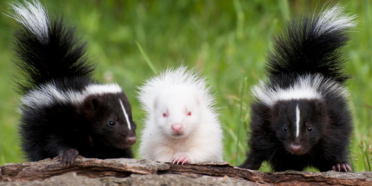 Quiz Can You Name This Stinky Animal?