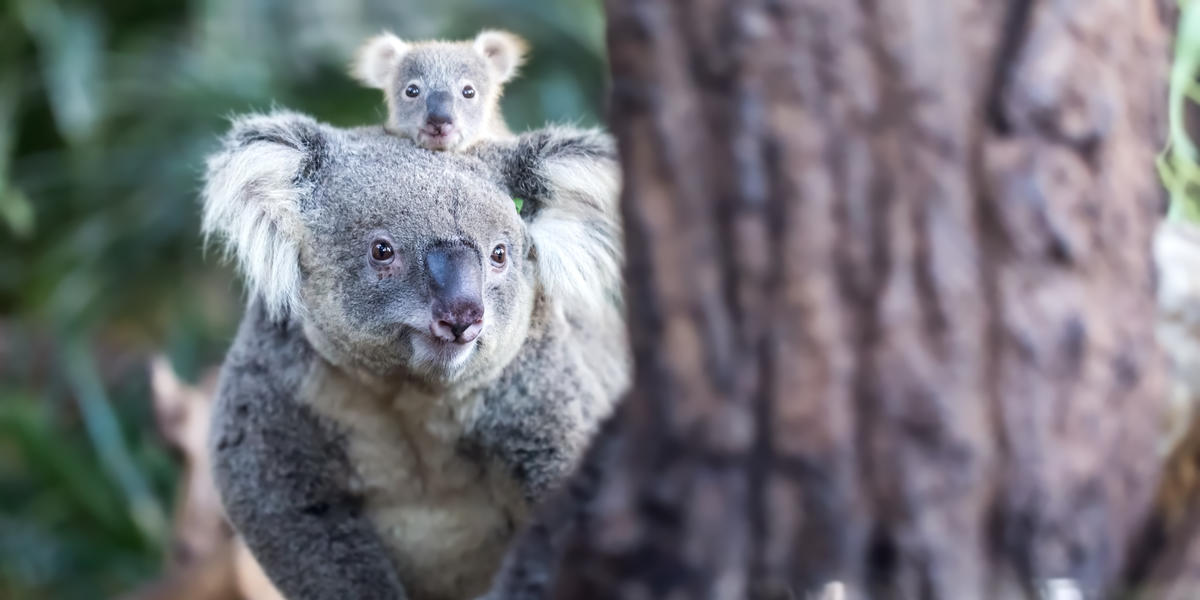 Can You Name These 'K' Animals?