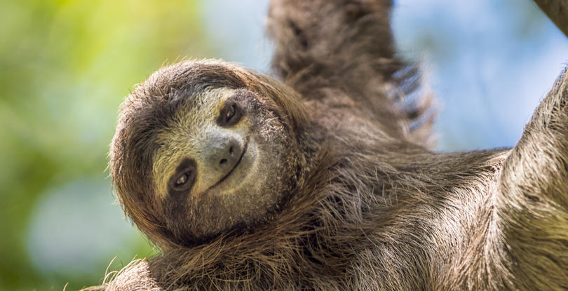 Quiz Do You Know These Mammals Pawsome Quiz Do You Know These Mammals Pawsome