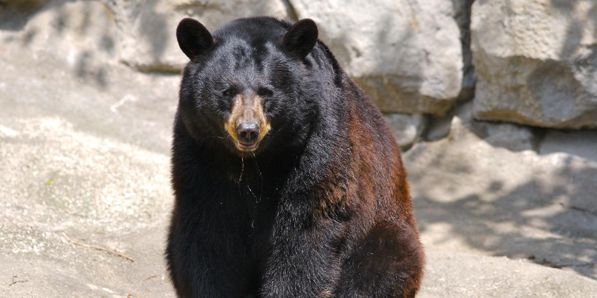 Name These Animals Of The Appalachian Mountains