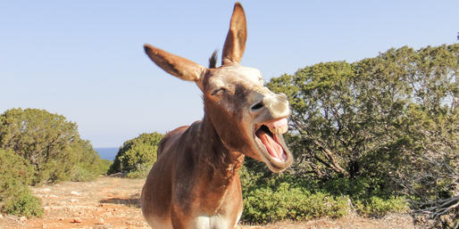 Quiz: Guess The Mammals With Six-Letter Names