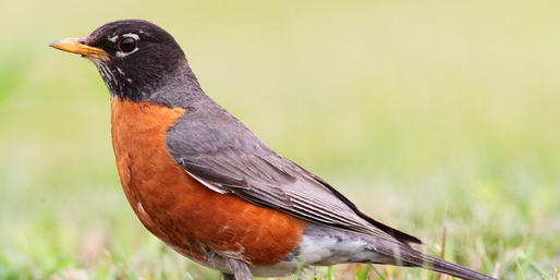 do-you-know-these-kentucky-birds