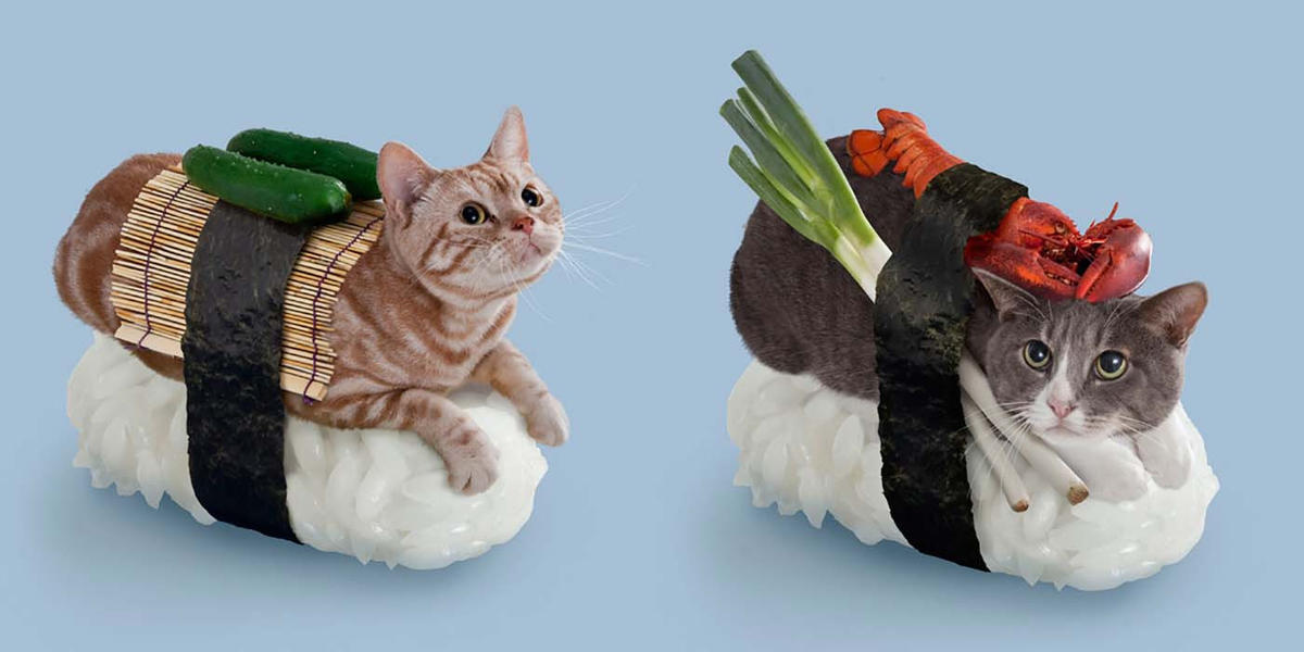 12 Cats Dressed As Sushi. Of Course! - Offbeat