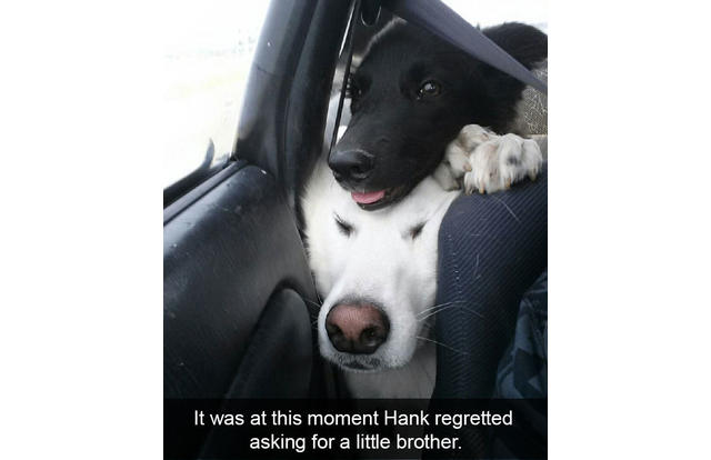 Dog Humor