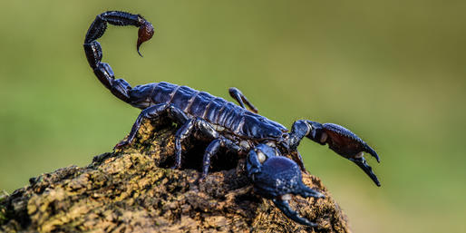 Which Of These Animals Are Venomous?