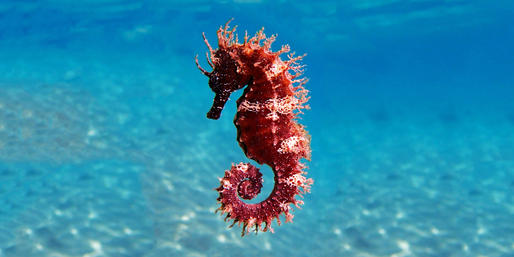 What Are These Animals Named For Other Animals?