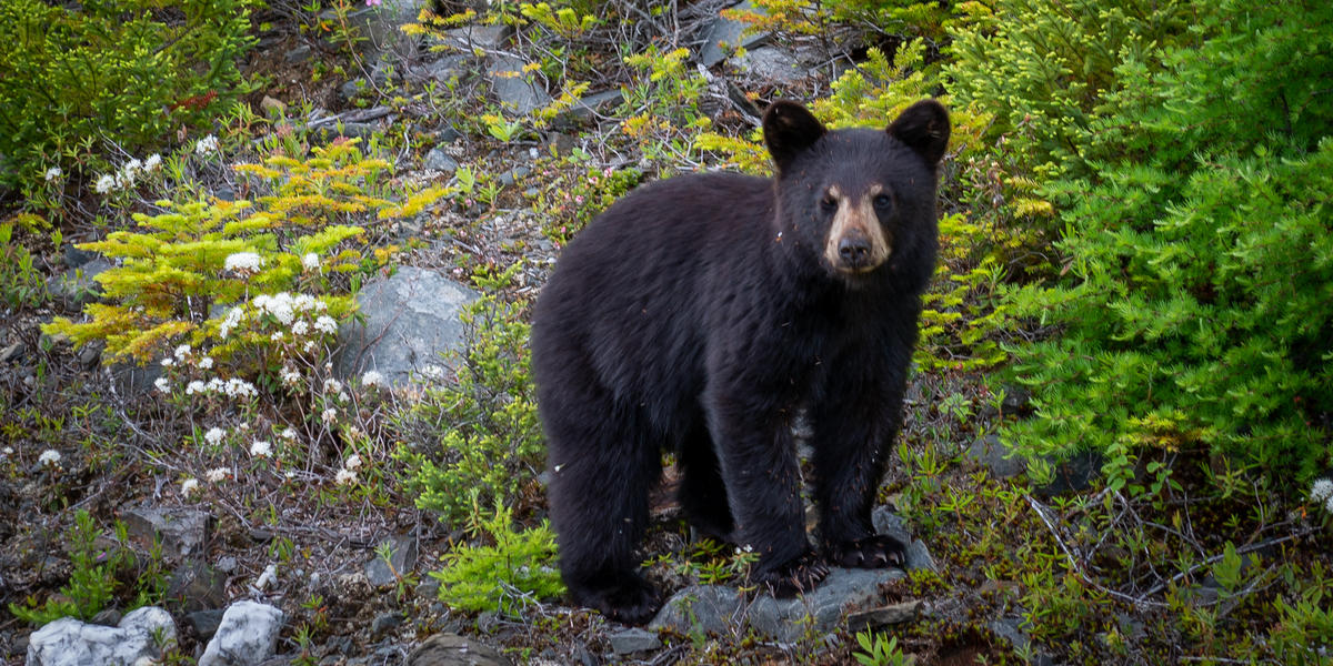 Can You Name These Animals Of Arkansas?