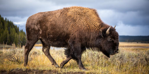 Do You Know Your Canadian Animals?