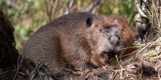 Quiz: What's This State Animal Mascot