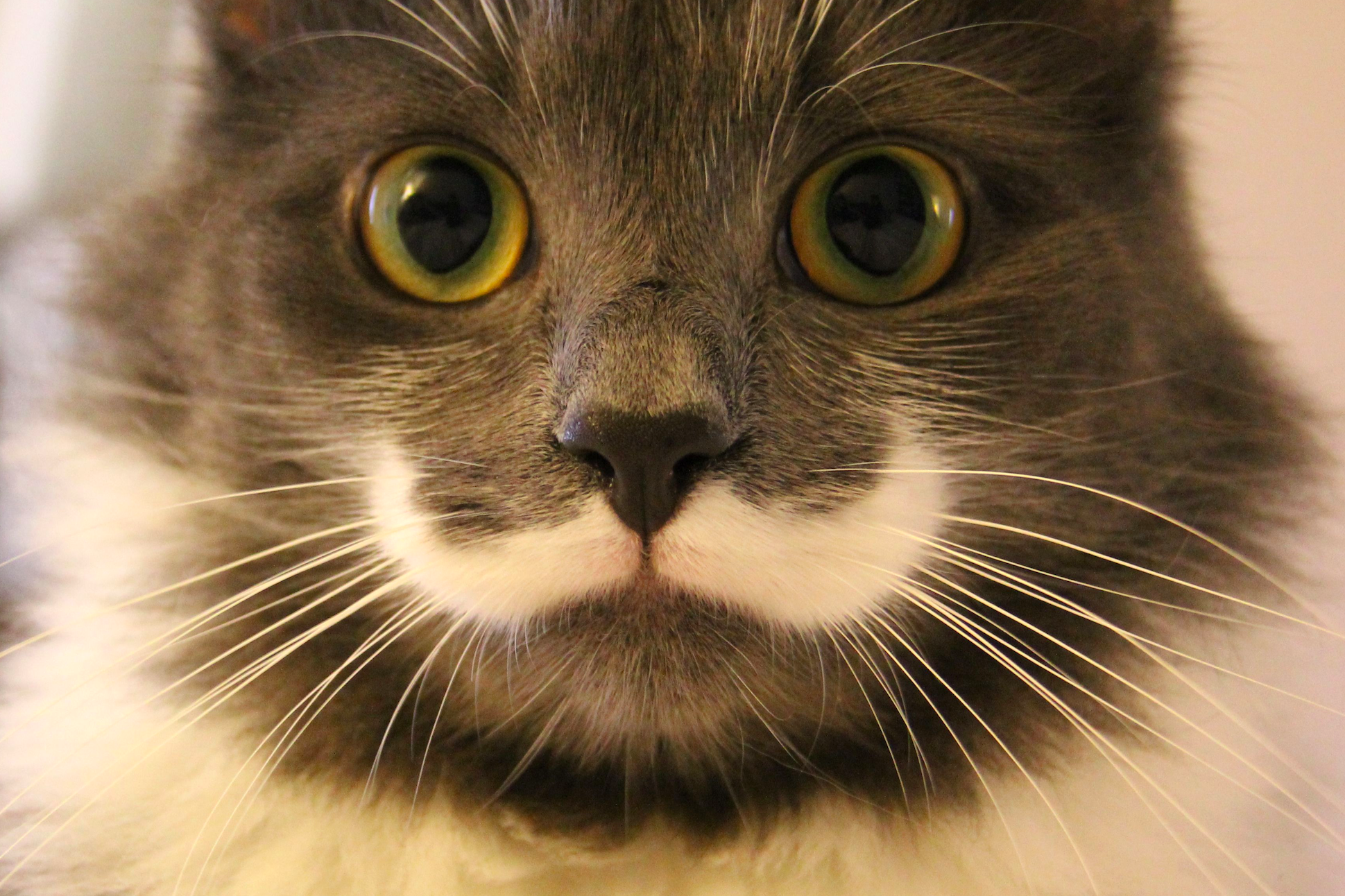 These 39 Cats  Have Insanely Cool  Fur Patterns  WHOA Pawsome