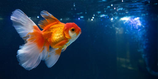 quiz-can-you-finish-these-g-animal-names