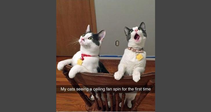 Cat Humor #5