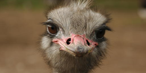 Quiz: Can You Name These Animals That Begin With The Letter O?